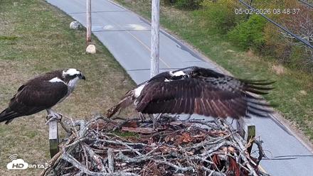Fishers Island Middle Farms Ospreys Live Webcam - May 2, 2026, 9:09am EDT