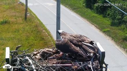 Fishers Island Middle Farms Ospreys Live Webcam - Jul 1, 2026, 3:49pm EDT