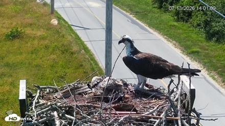 Fishers Island Middle Farms Ospreys Live Webcam - Jul 13, 2026, 2:01pm EDT