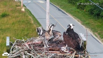 Fishers Island Middle Farms Ospreys Live Webcam - Jul 16, 2026, 8:35am EDT