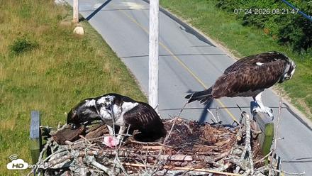 Fishers Island Middle Farms Ospreys Live Webcam - Jul 24, 2026, 8:23am EDT