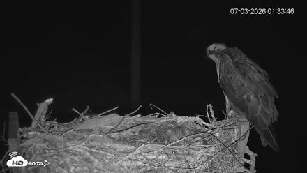 Fishers Island Middle Farms Ospreys Live Webcam - Jul 3, 2026, 1:34am EDT