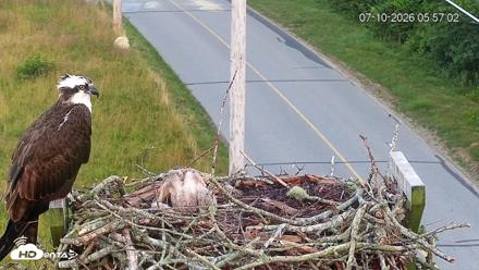 Fishers Island Middle Farms Ospreys Live Webcam - Jul 10, 2026, 5:57am EDT