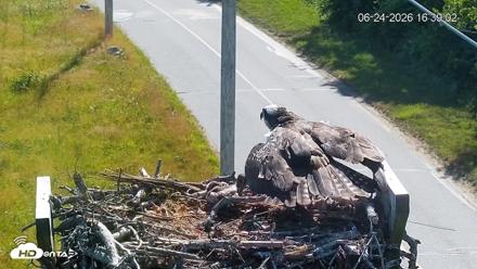 Fishers Island Middle Farms Ospreys Live Webcam - Jun 24, 2026, 4:39pm EDT