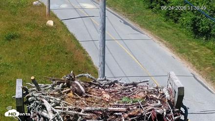 Fishers Island Middle Farms Ospreys Live Webcam - Jun 24, 2026, 11:40am EDT