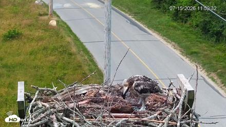 Fishers Island Middle Farms Ospreys Live Webcam - Jul 15, 2026, 12:00pm EDT