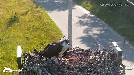 Fishers Island Middle Farms Ospreys Live Webcam - Aug 4, 2026, 5:36pm EDT