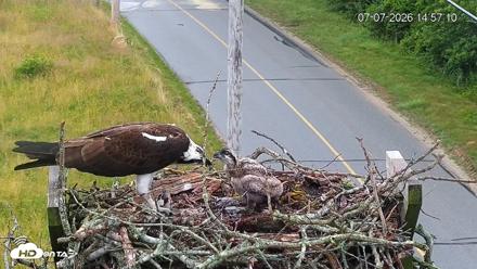 Fishers Island Middle Farms Ospreys Live Webcam - Jul 7, 2026, 2:57pm EDT
