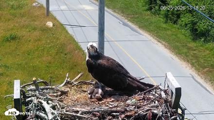 Fishers Island Middle Farms Ospreys Live Webcam - Jun 25, 2026, 1:18pm EDT