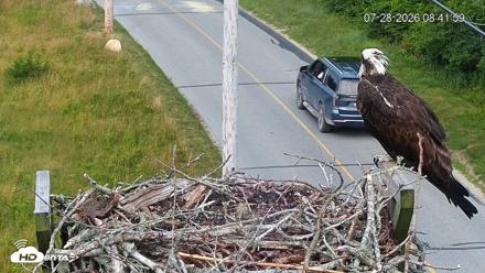 Fishers Island Middle Farms Ospreys Live Webcam - Jul 28, 2026, 8:44am EDT