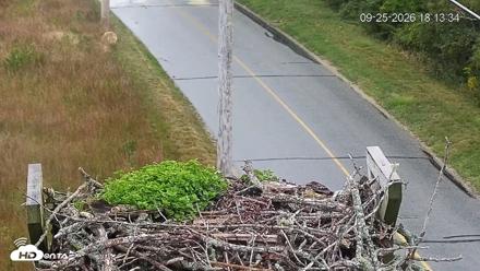 Fishers Island Middle Farms Ospreys Live Webcam - Sep 25, 2026, 6:14pm EDT