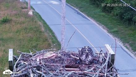 Fishers Island Middle Farms Ospreys Live Webcam - Jul 16, 2026, 5:40am EDT