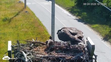 Fishers Island Middle Farms Ospreys Live Webcam - Jun 24, 2026, 4:40pm EDT