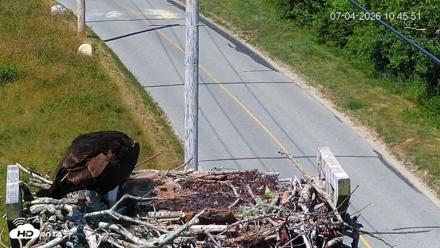 Fishers Island Middle Farms Ospreys Live Webcam - Jul 4, 2026, 10:48am EDT