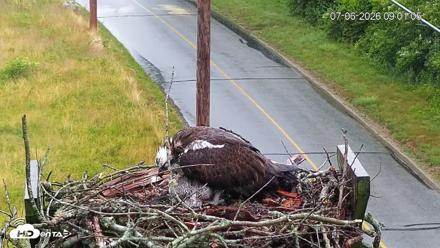 Fishers Island Middle Farms Ospreys Live Webcam - Jul 6, 2026, 9:01am EDT
