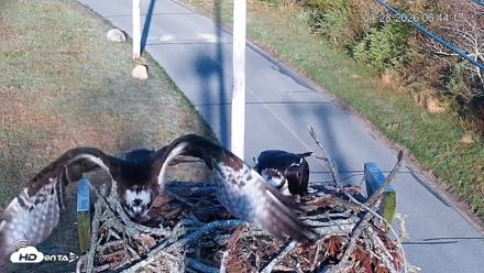 Fishers Island Middle Farms Ospreys Live Webcam - Apr 28, 2026, 7:56am EDT