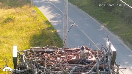 Fishers Island Middle Farms Ospreys Live Webcam - Jul 11, 2026, 6:05pm EDT