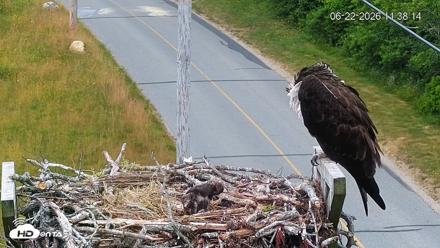 Fishers Island Middle Farms Ospreys Live Webcam - Jun 22, 2026, 11:39am EDT