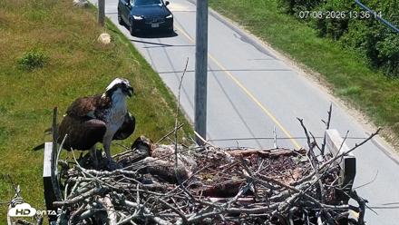 Fishers Island Middle Farms Ospreys Live Webcam - Jul 8, 2026, 1:37pm EDT