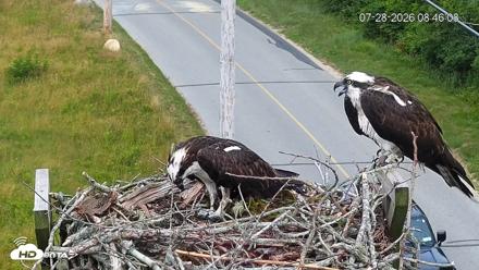 Fishers Island Middle Farms Ospreys Live Webcam - Jul 28, 2026, 8:48am EDT