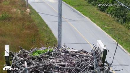 Fishers Island Middle Farms Ospreys Live Webcam - Sep 9, 2026, 2:30pm EDT