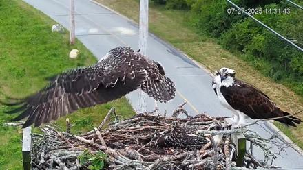 Fishers Island Middle Farms Ospreys Live Webcam - Jul 27, 2025, 3:20pm EDT