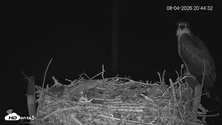 Fishers Island Middle Farms Ospreys Live Webcam - Aug 4, 2026, 8:52pm EDT