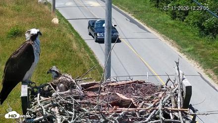 Fishers Island Middle Farms Ospreys Live Webcam - Jul 11, 2026, 12:29pm EDT