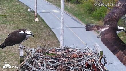 Fishers Island Middle Farms Ospreys Live Webcam - May 2, 2026, 9:09am EDT