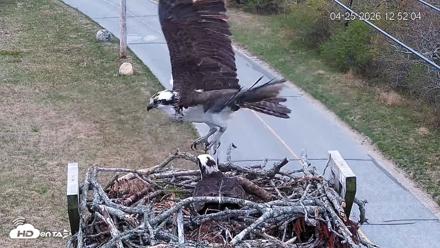 Fishers Island Middle Farms Ospreys Live Webcam - Apr 25, 2026, 12:53pm EDT