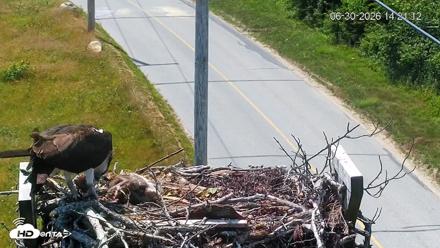 Fishers Island Middle Farms Ospreys Live Webcam - Jun 30, 2026, 2:21pm EDT