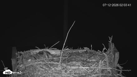 Fishers Island Middle Farms Ospreys Live Webcam - Jul 12, 2026, 2:04am EDT