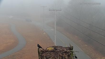 Fishers Island Middle Farms Ospreys Live Webcam - Mar 12, 2026, 8:08am EDT