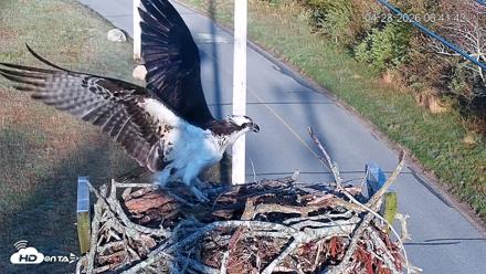 Fishers Island Middle Farms Ospreys Live Webcam - Apr 28, 2026, 7:50am EDT