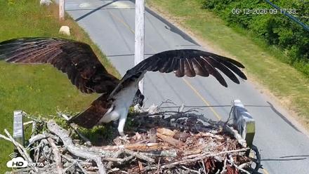 Fishers Island Middle Farms Ospreys Live Webcam - Jun 12, 2026, 9:19am EDT