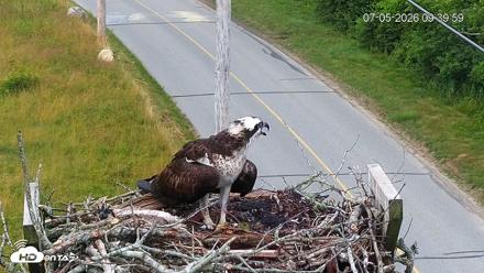 Fishers Island Middle Farms Ospreys Live Webcam - Jul 5, 2026, 9:41am EDT