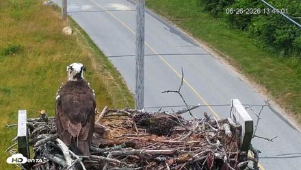 Fishers Island Middle Farms Ospreys Live Webcam - Jun 26, 2026, 1:44pm EDT