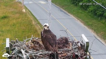 Fishers Island Middle Farms Ospreys Live Webcam - Jun 27, 2026, 2:25pm EDT