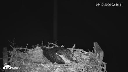 Fishers Island Middle Farms Ospreys Live Webcam - Jun 17, 2026, 2:57am EDT