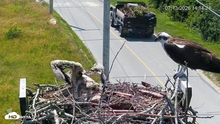 Fishers Island Middle Farms Ospreys Live Webcam - Jul 13, 2026, 2:14pm EDT