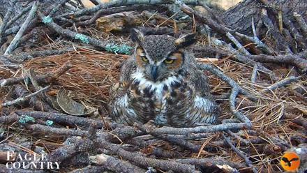 Eagle Country Great Horned Owl Nest Live Cam - Mar 1, 2026, 8:47am EST