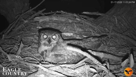 Eagle Country Great Horned Owl Nest Live Cam - Jan 17, 2026, 11:04pm EST