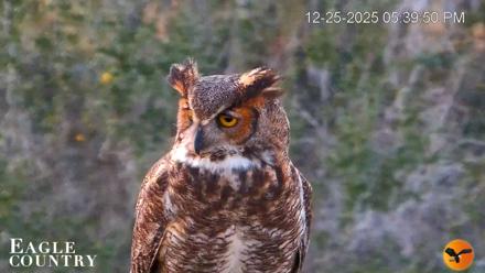 Eagle Country Bald Eagles Nest Live Cam - Dec 25, 2025, 5:40pm EST