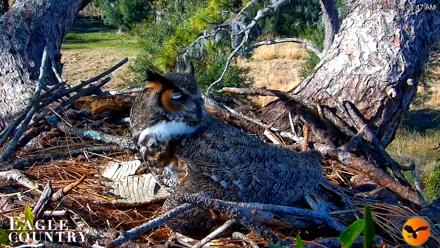 Eagle Country Great Horned Owl Nest Live Cam - Jan 9, 2026, 10:09am EST