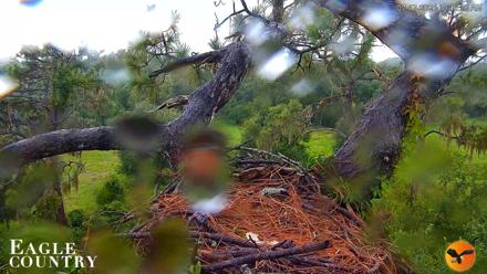 Eagle Country Great Horned Owl Nest Live Cam - Jul 17, 2026, 10:47am EDT