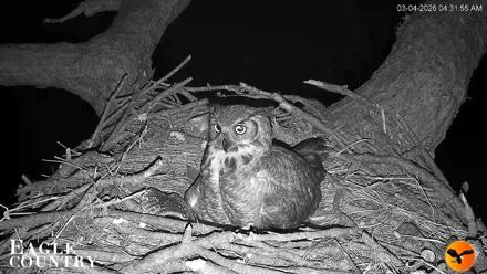 Eagle Country Great Horned Owl Nest Live Cam - Mar 4, 2026, 4:32am EST
