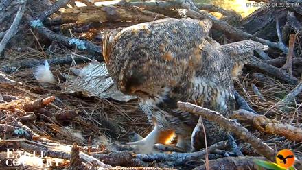 Eagle Country Great Horned Owl Nest Live Cam - Jan 23, 2026, 4:40pm EST