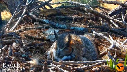 Eagle Country Great Horned Owl Nest Live Cam - Jan 28, 2026, 2:07pm EST