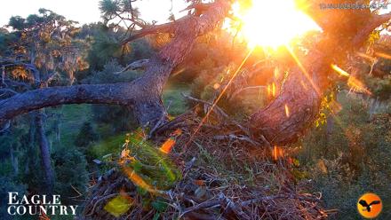 Eagle Country Great Horned Owl Nest Live Cam - Oct 22, 2026, 6:42pm EDT