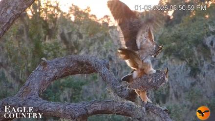 Eagle Country Great Horned Owl Nest Live Cam - Jan 6, 2026, 5:51pm EST